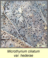 Microthyrium ciliatum var hederae