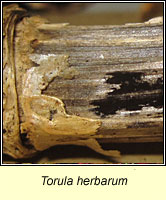 Torula herbarum