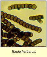 Torula herbarum