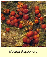 Nectria discophora