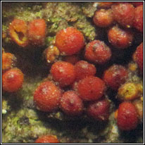 Nectria discophora