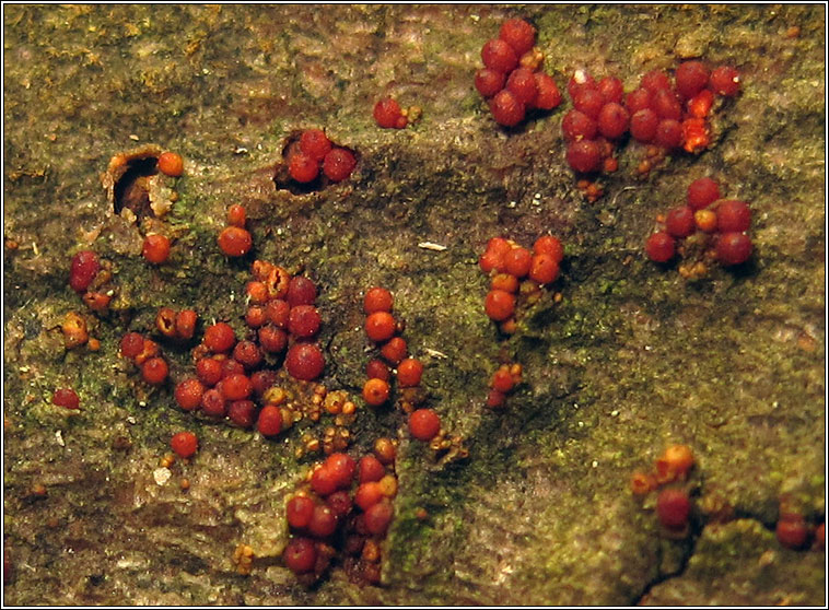 Nectria discophora