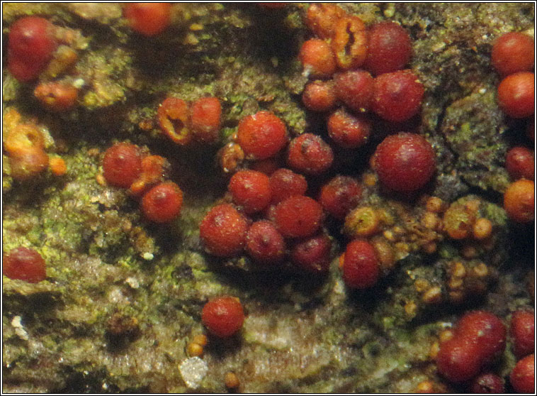 Nectria discophora