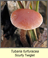 Tubaria furfuracea, Scurfy Twiglet