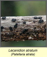 Lecanidion atratum