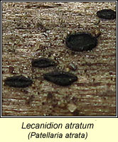 Lecanidion atratum