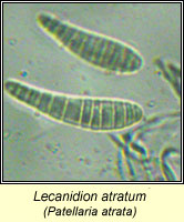 Lecanidion atratum