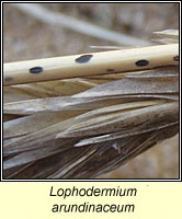 Lophodermium arundinaceum 