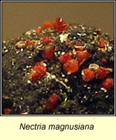 Nectria magnusiana