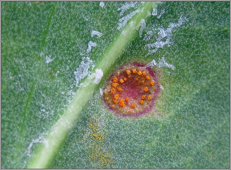 Uromyces limonii