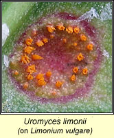 Uromyces limonii