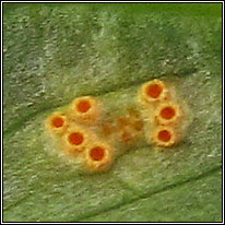 Puccinia sessilis, Arum Rust