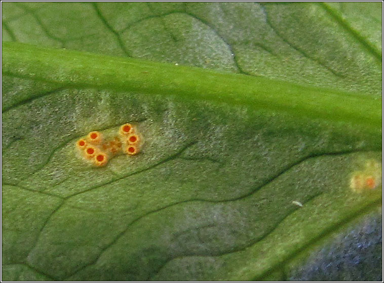 Puccinia sessilis, Arum Rust