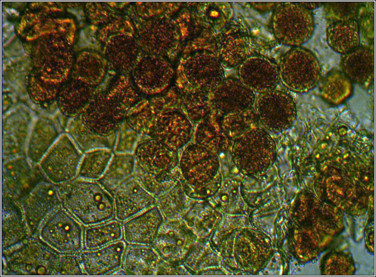 Puccinia sessilis, Arum Rust