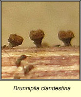 Brunnipila clandestina