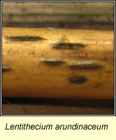 Lentithecium arundinaceum