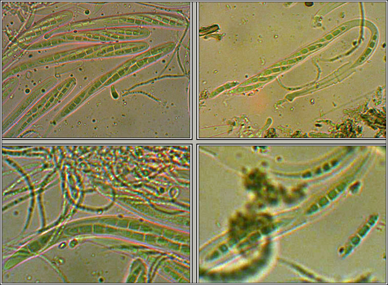 Lentithecium arundinaceum