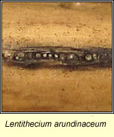 Lentithecium arundinaceum