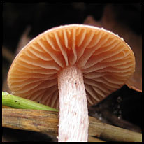 Scurfy Twiglet, Tubaria furfuracea