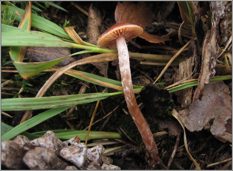 Scurfy Twiglet, Tubaria furfuracea