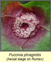 Puccinia phragmitis