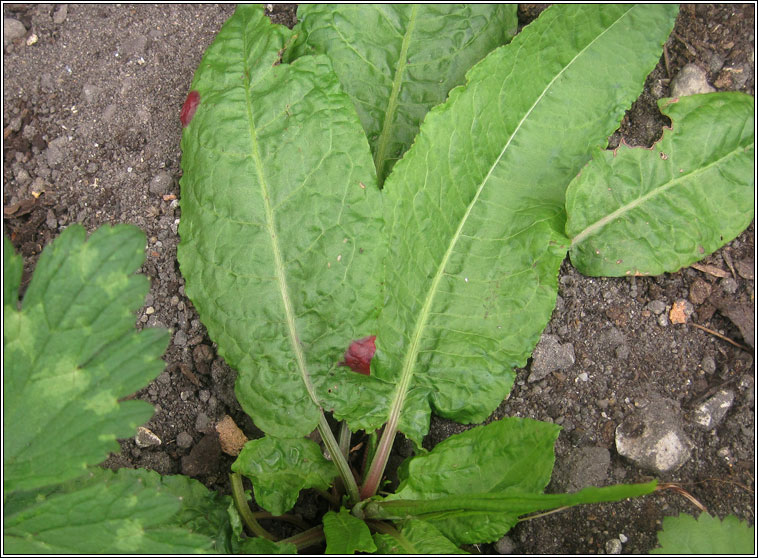 Puccinia phragmitis