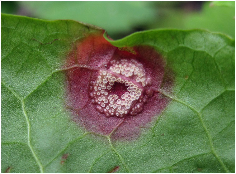 Puccinia phragmitis