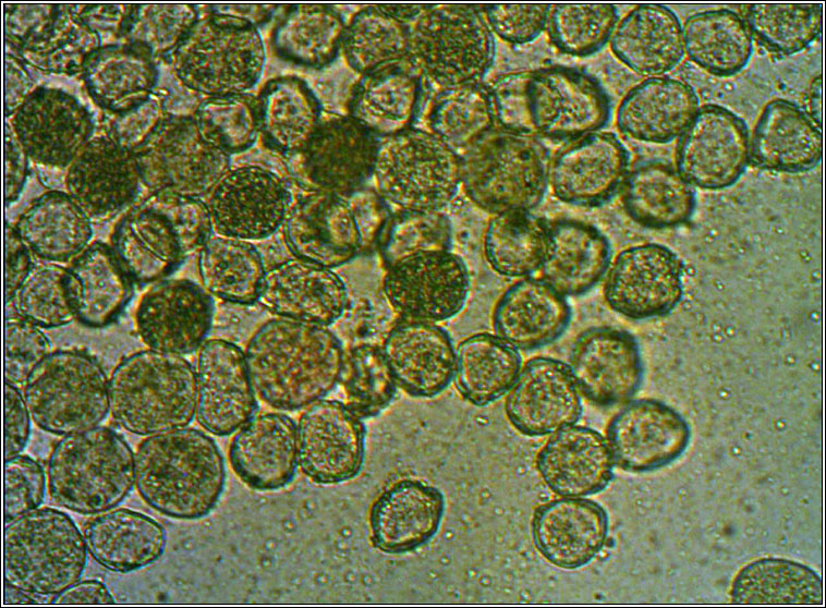 Puccinia phragmitis