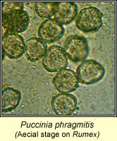 Puccinia phragmitis