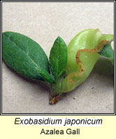 Exobasidium japonicum, Azalea Gall