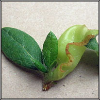 Exobasidium japonicum, Azalea Gall