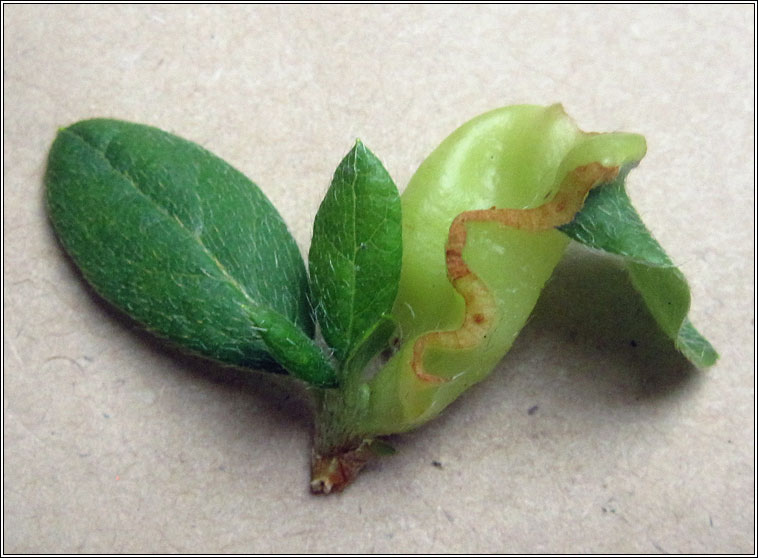 Exobasidium japonicum, Azalea Gall