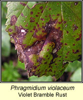 Phragmidium violaceum, Violet Bramble Rust