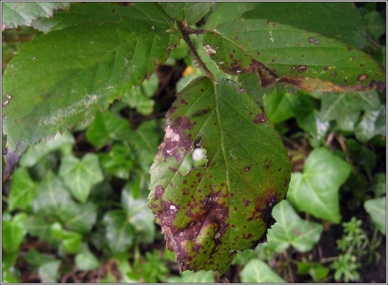 Phragmidium violaceum, Violet Bramble Rust