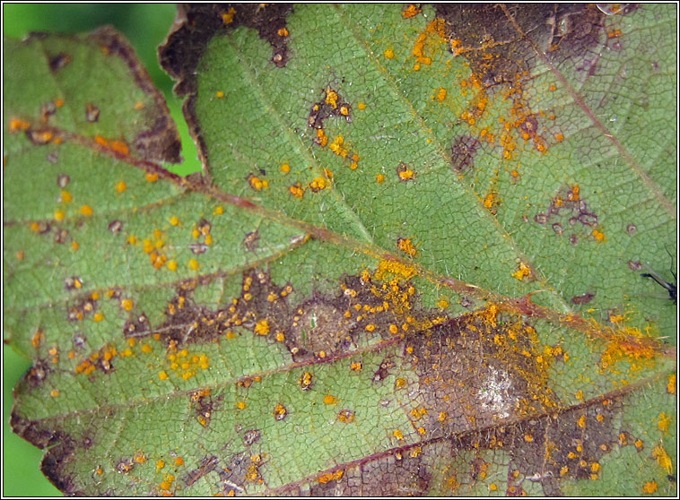 Phragmidium violaceum, Violet Bramble Rust