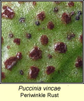 Puccinia vincae, Periwinkle Rust