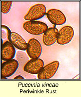 Puccinia vincae, Periwinkle Rust