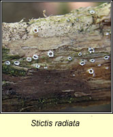 Stictis radiata