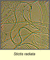 Stictis radiata