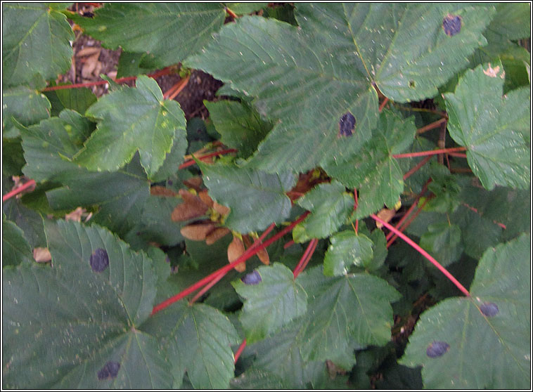 Rhytisma acerinum, Tar-spot fungus