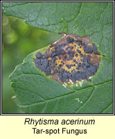 Rhytisma acerinum, Tar-spot fungus