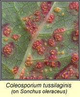 Coleosporium tussilaginis
