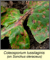 Coleosporium tussilaginis