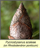 Pycnostysanus azaleae