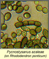 Pycnostysanus azaleae