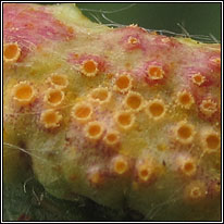 Puccinia urticata