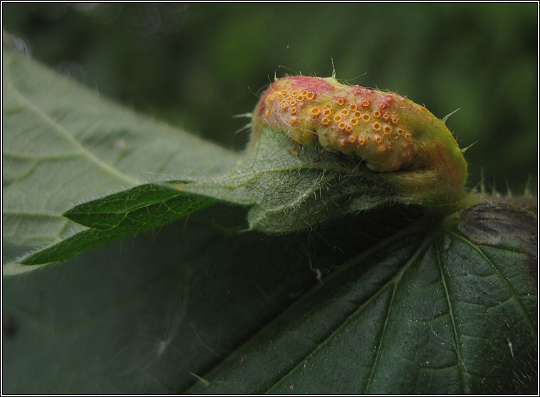 Puccinia urticata