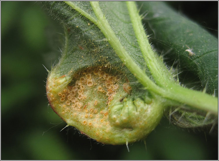 Puccinia urticata