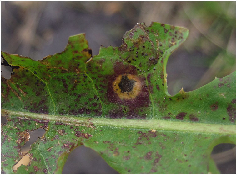 Puccinia variabilis