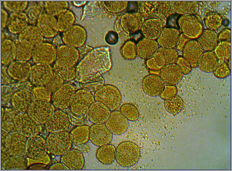 Puccinia variabilis